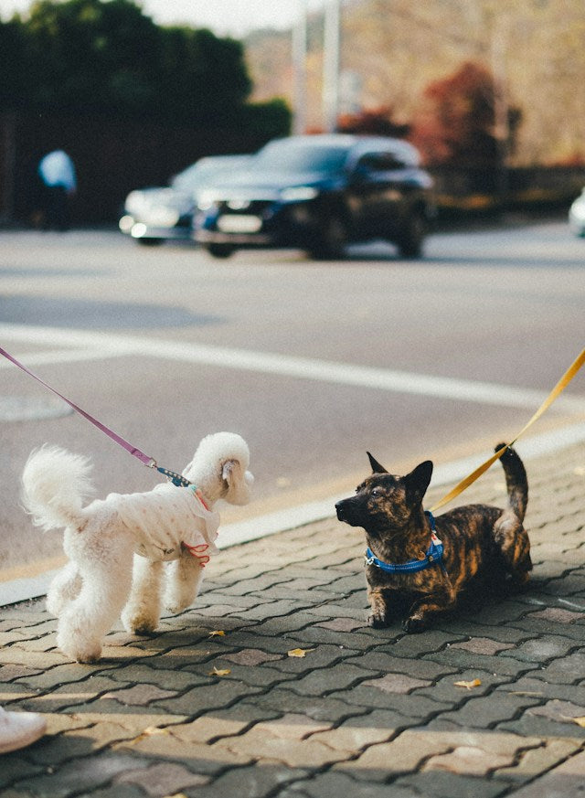 Walk & Travel