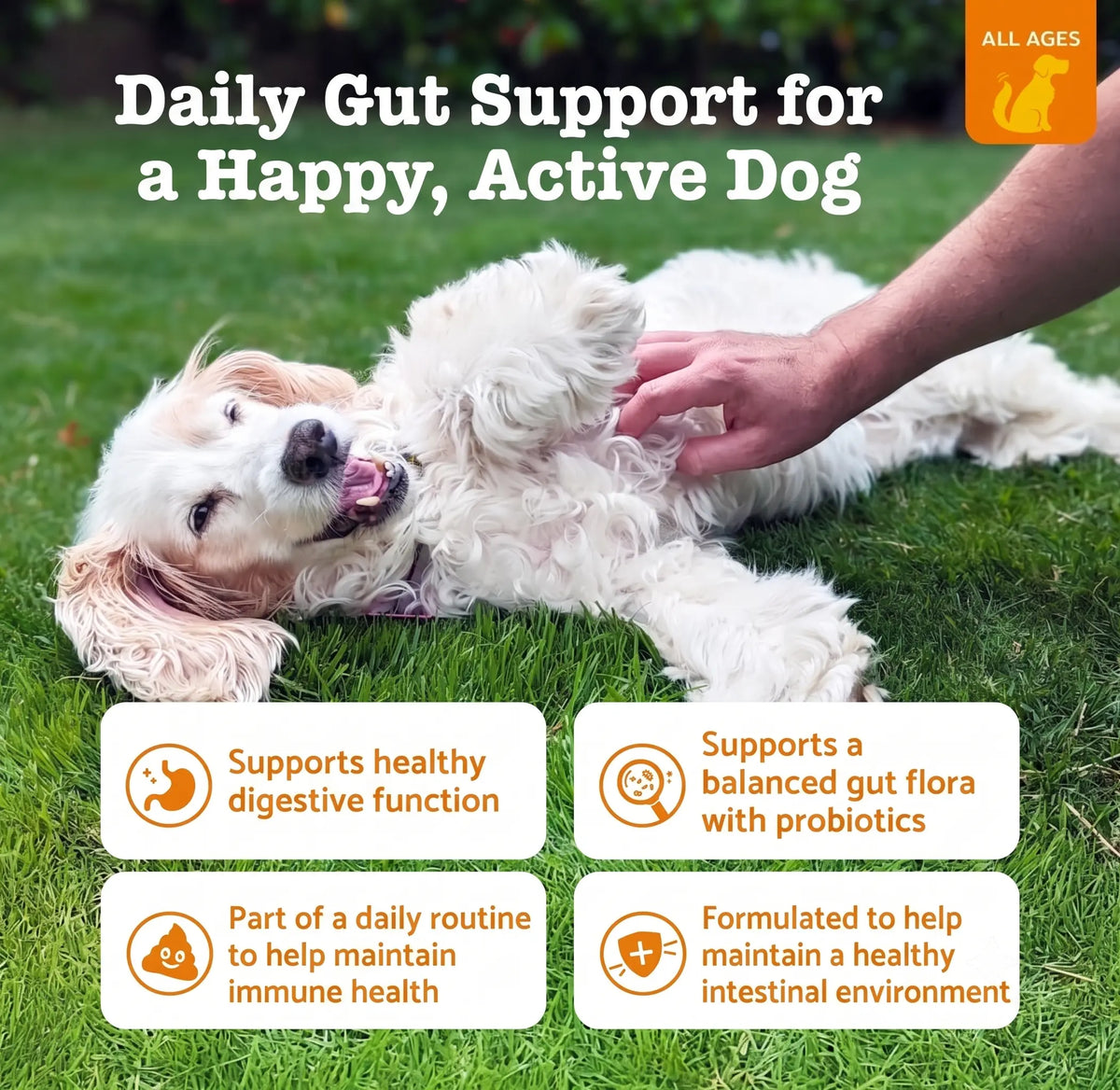 Daily gut support with probiotic soft chews for dogs